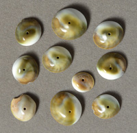 Sea snail operculum shell beads.